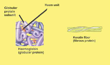 FSc Biology Part 1 XI 11th Chapter 2 Biological Molecules Notes