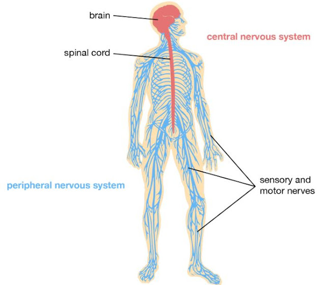 anatomi saraf pusat