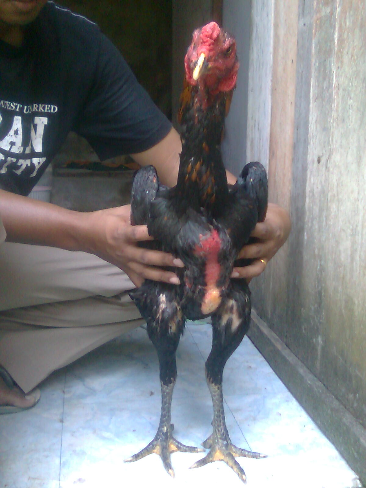 Ayam Bangkok Aduan: GRANDONG (SILANGAN BIRMA & BK IMPOR 