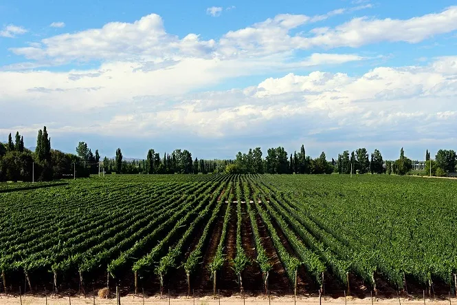 Promueven promoción productiva de Cinturones Verdes en Mendoza