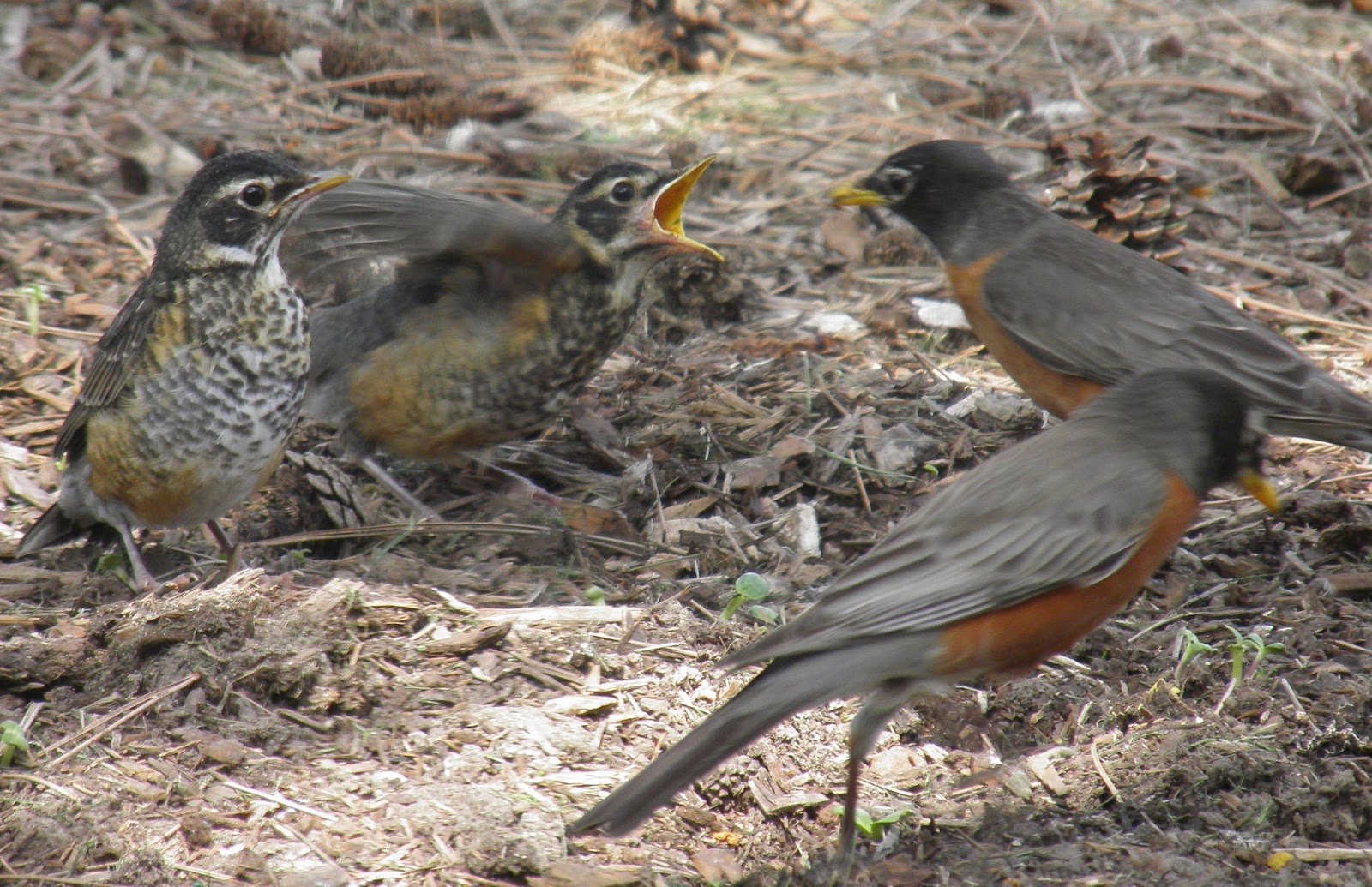 Wild Birds Unlimited: May 2013