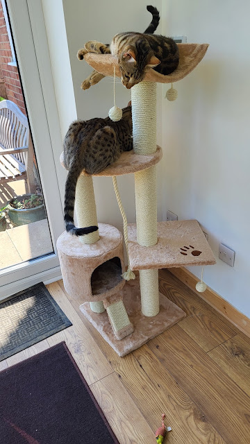 Cat climbing frame