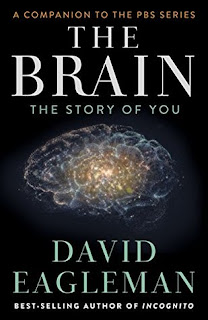 قراءة و تحميل كتاب the brain the story of you مترجم pdf
