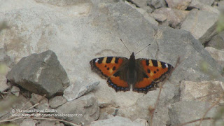 Aglais urticae DSC92338