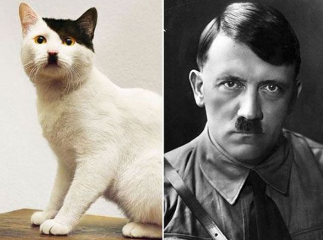 kucing mirip hitler