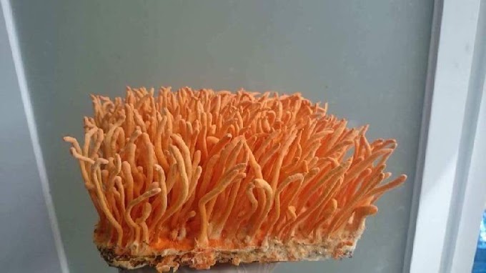 Cordyceps mushroom spawn supplier in Nepal | Mushroom spawn supplier in Nepal | Mushroom spawn supplier | Mushroom spawn 