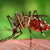 Mosquito-da-dengue (Aedes aegypti)