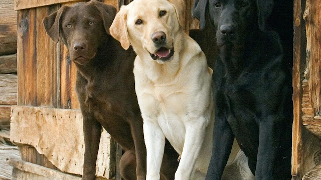 Labrador Retrievers