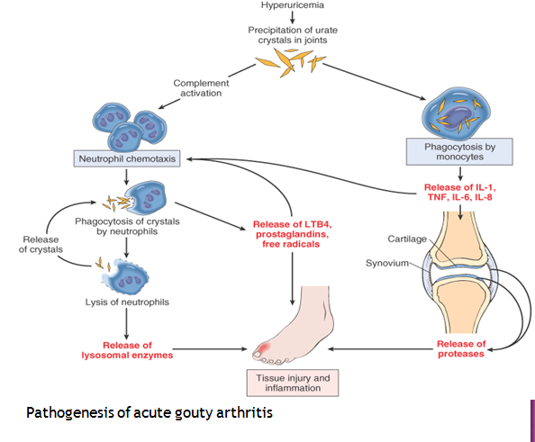 MBBS Medicine Humanity First: Pathogenesis of Acute Gouty arthritis.