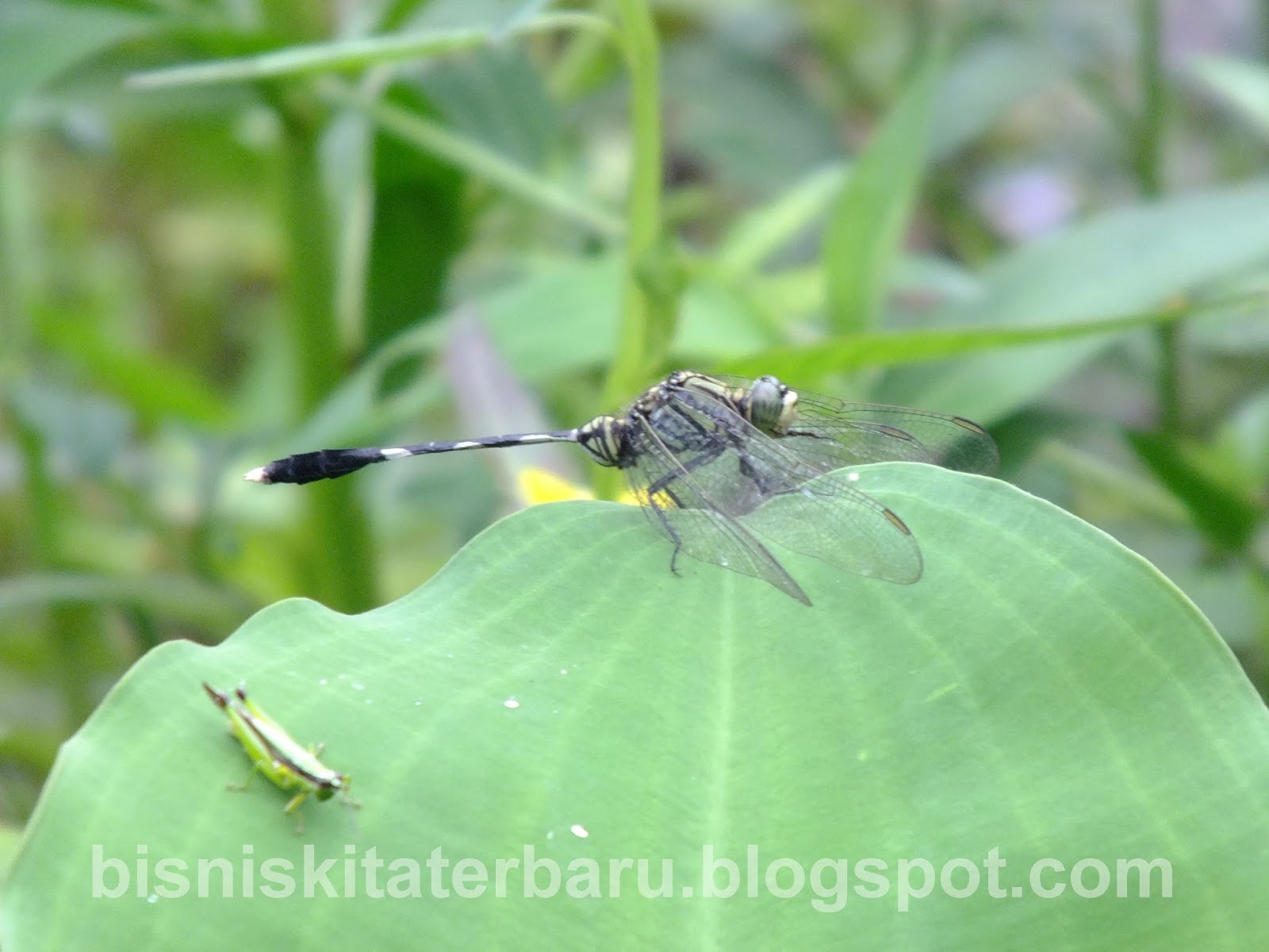 Koleksi Gambar Hasil Fotografer Pemula