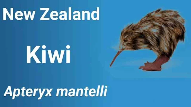 National Bird of New Zealand