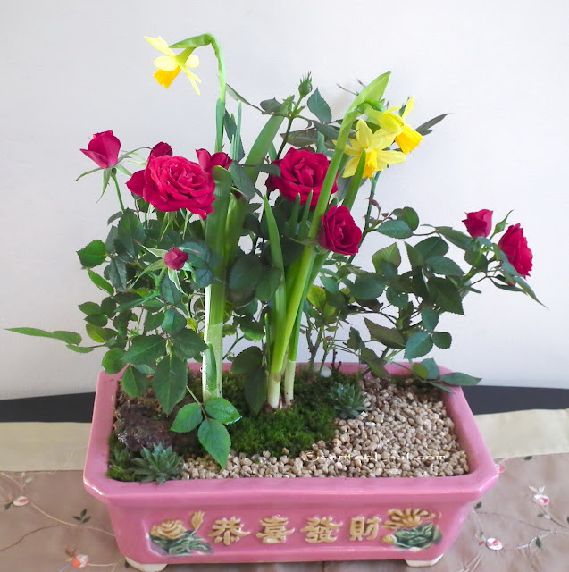  Narcissus and Mini roses potted in cherry Chinese porcelain pot