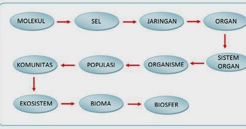 Izzahelyoes: --->Struktur Organisasi Kehidupan 