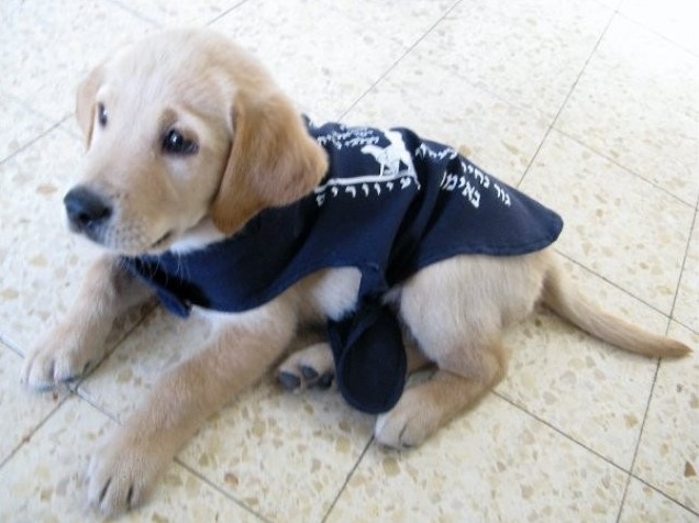 white golden retriever lab mix. Golden Retriever/Labrador