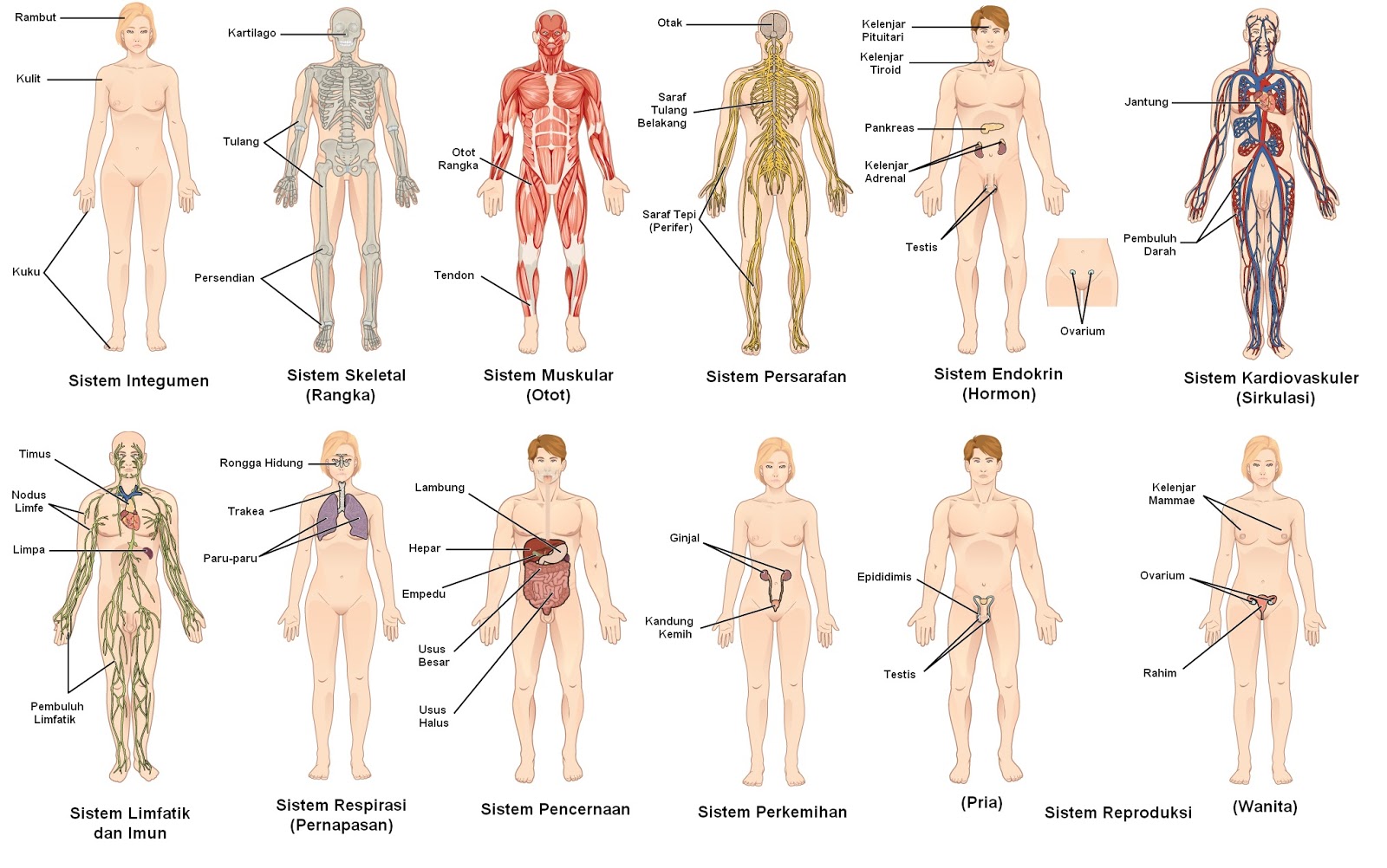  Sistem  Organ pada Manusia  Saintis Kesehatan