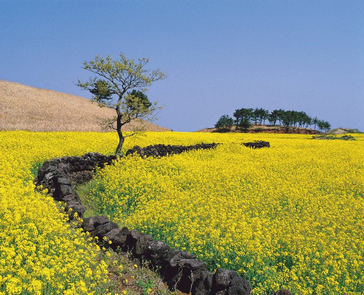 Jeju Island, though a relatively small island, boasts an impressive 3 