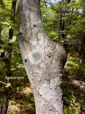 Клён ложнозибольдов (Acer pseudosieboldianum)