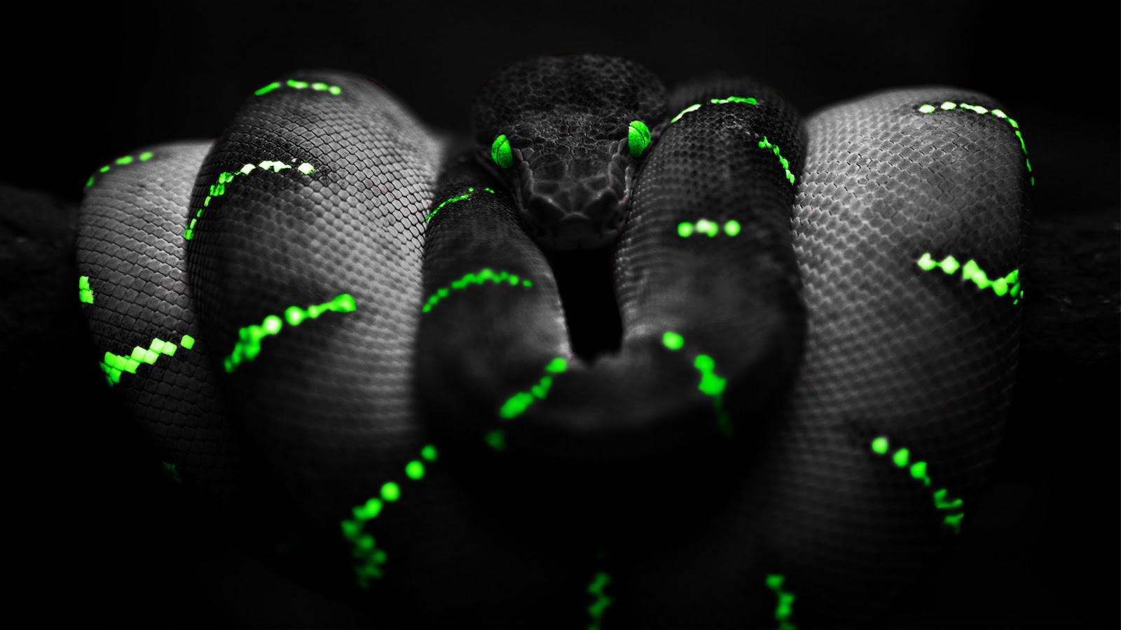 top wallpapers: Awesome Snake Wallpaper