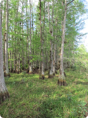 10 Bald Cypress Swamp (1)