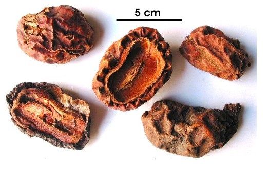 Quả khô Mộc Qua - Chaenomeles lagenaria - Nguyên liệu làm thuốc Chữa Tê Thấp và Đau Nhức