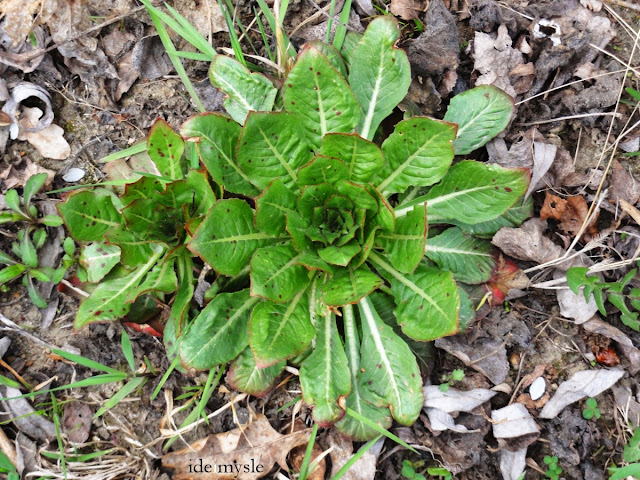 wiesiołek dwuletni przepis, korzenie wiesiołka, sałatka z dzikich warzyw, dzikie rośliny jadalne, oenothera biennis, evening-primrose root recipe