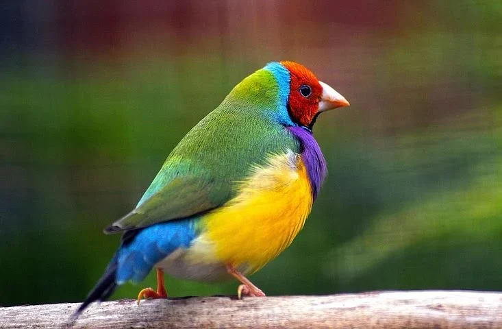 Goldian Finch - The most beautiful bird pictures - The most beautiful bird pictures - NeotericIT.com