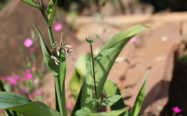 Arthropodium Cirratum Flowers Pictures