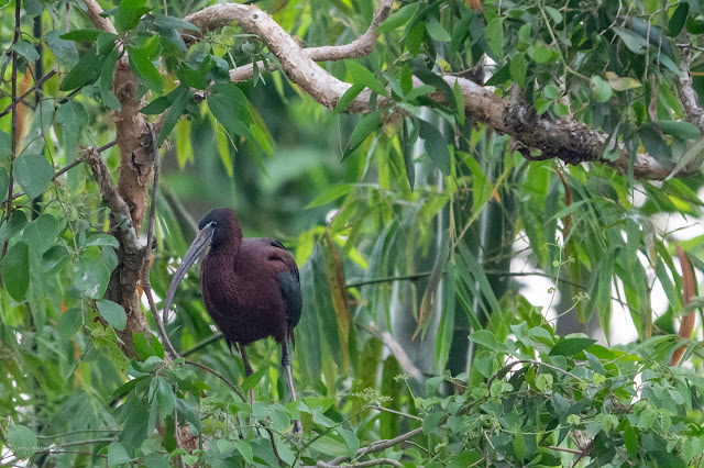 An Bui 2024 Tien Giang - Glossy Ibis (Quắm đen)