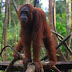 Orangutan Tour Dans le Parc National de Tanjung Puting (3 Jours 2 Nuits)