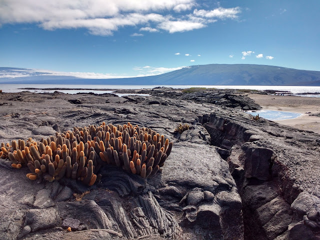 Isla Fernandina, Islas Galápagos