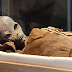 Frequency Shift: ET Mummy Found In Egypt: Photo Leaked By Cairo Museum Insider