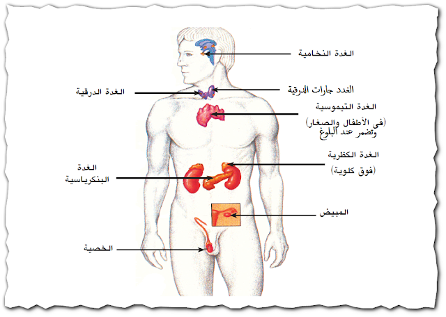 الهرمونات والغدد الصماء