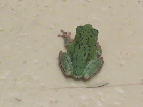 tree frog