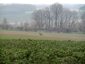 Two donkeys in a winter landscape.  Indre et Loire, France. Photographed by Susan Walter. Tour the Loire Valley with a classic car and a private guide.