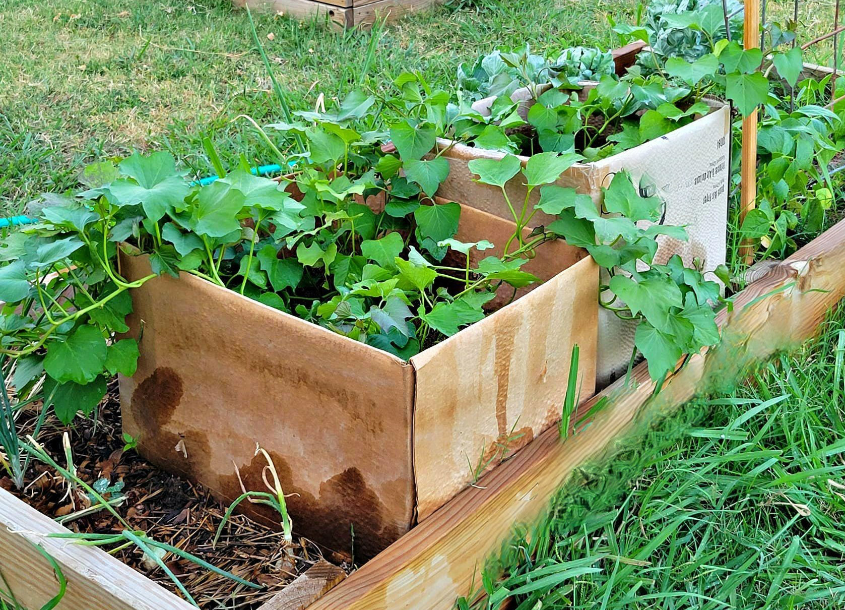 Planting Sweet Potatoes in a Cardboard Box