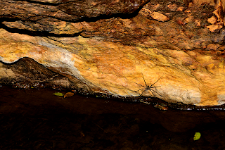 spider on river rock wall