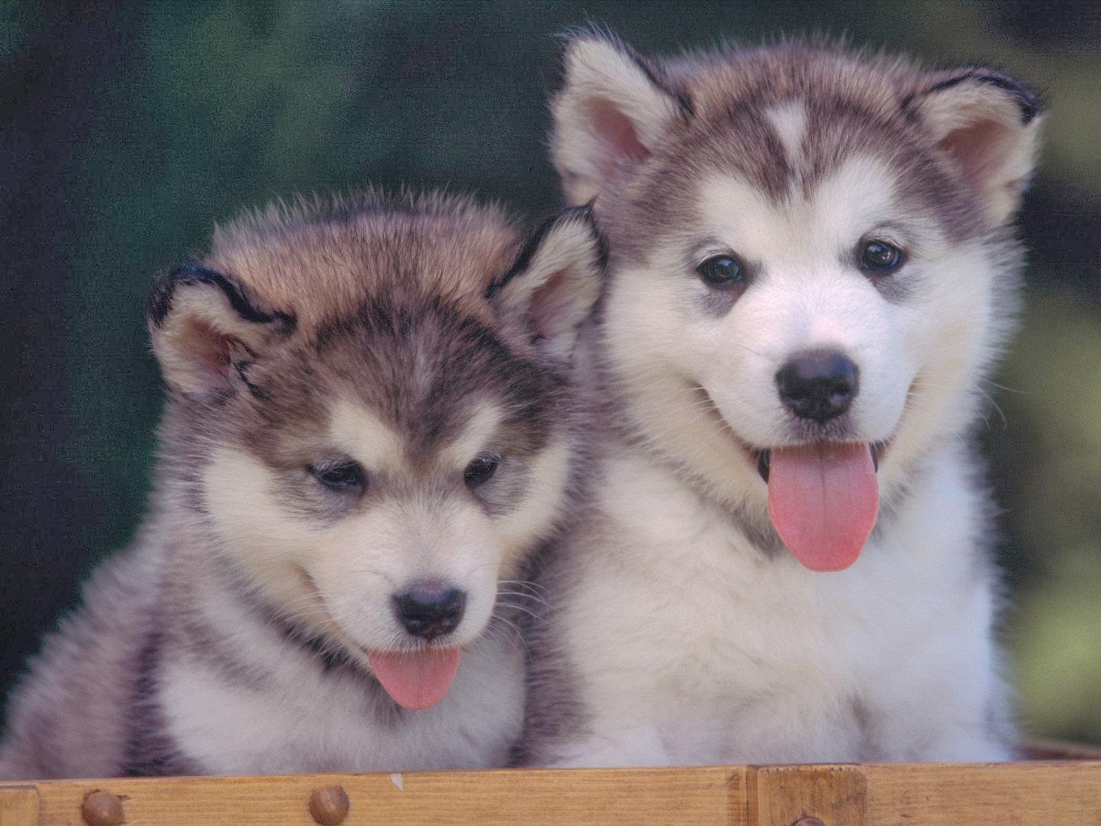 Imagens de husky siberiano