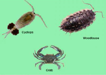 FSc Biology Part 1 XI 11th Chapter 10 Kingdom Animalia Notes Long Questions fscnotes0