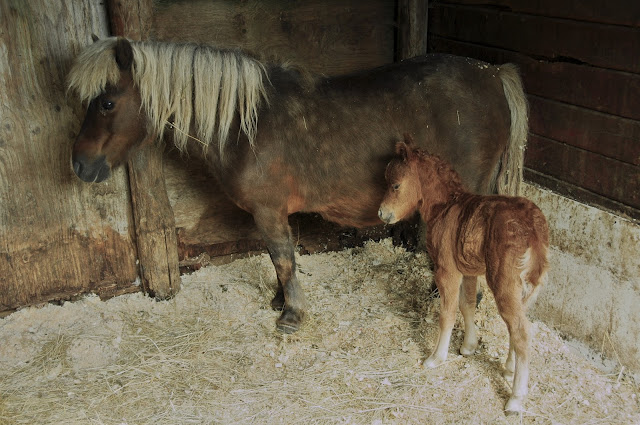 A miniature day-old foal standing next to her dam.