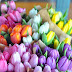 It's officially Spring when we see these blooming