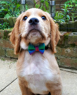 A young Eko approx 12 weeks old, soon after he came to live with us, he looks absolutely adorable in his first (multi coloured) bow tie as he sits there at attention looking slightly above the camera
