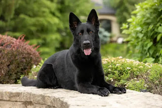 Navigating the World of Black German Shepherds: Debunking Myths and Unveiling Realities