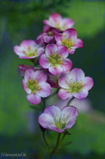 saxifrage mousse rose