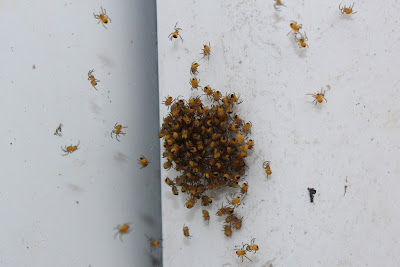 Kruisspin - Krússpin - Araneus diadematus