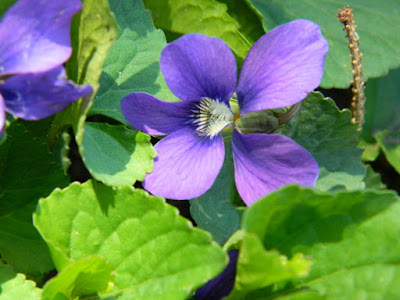 Wood violet (Viola odorata) spring flowers in a Riverdale ecological garden by garden muses-not another Toronto gardening blog