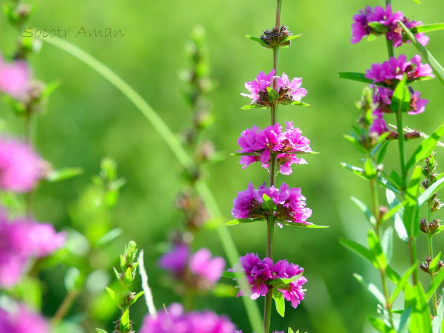 Lythrum anceps