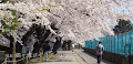 [福島] 鶴ヶ城の桜がすごすぎる！☆ 二の丸エリア