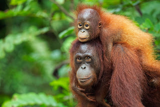 Orangutan facts that will blow your mind