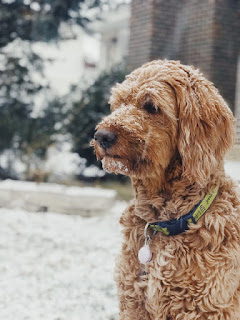 Adult Red Goldendoodle from www.doodlepuppy.com