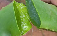 Hair tips and care with aloe vera